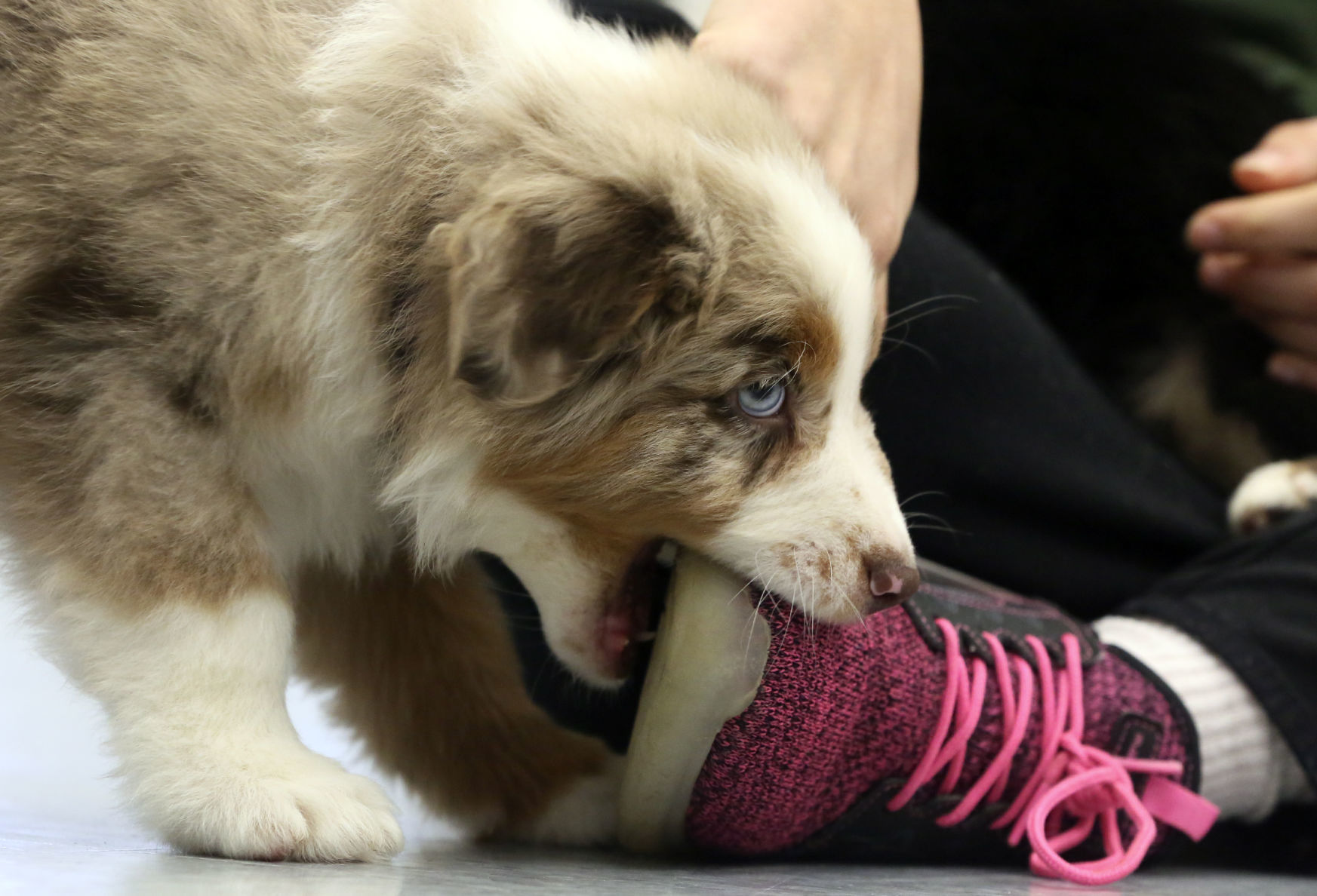 MG Puppy Pilates 010720